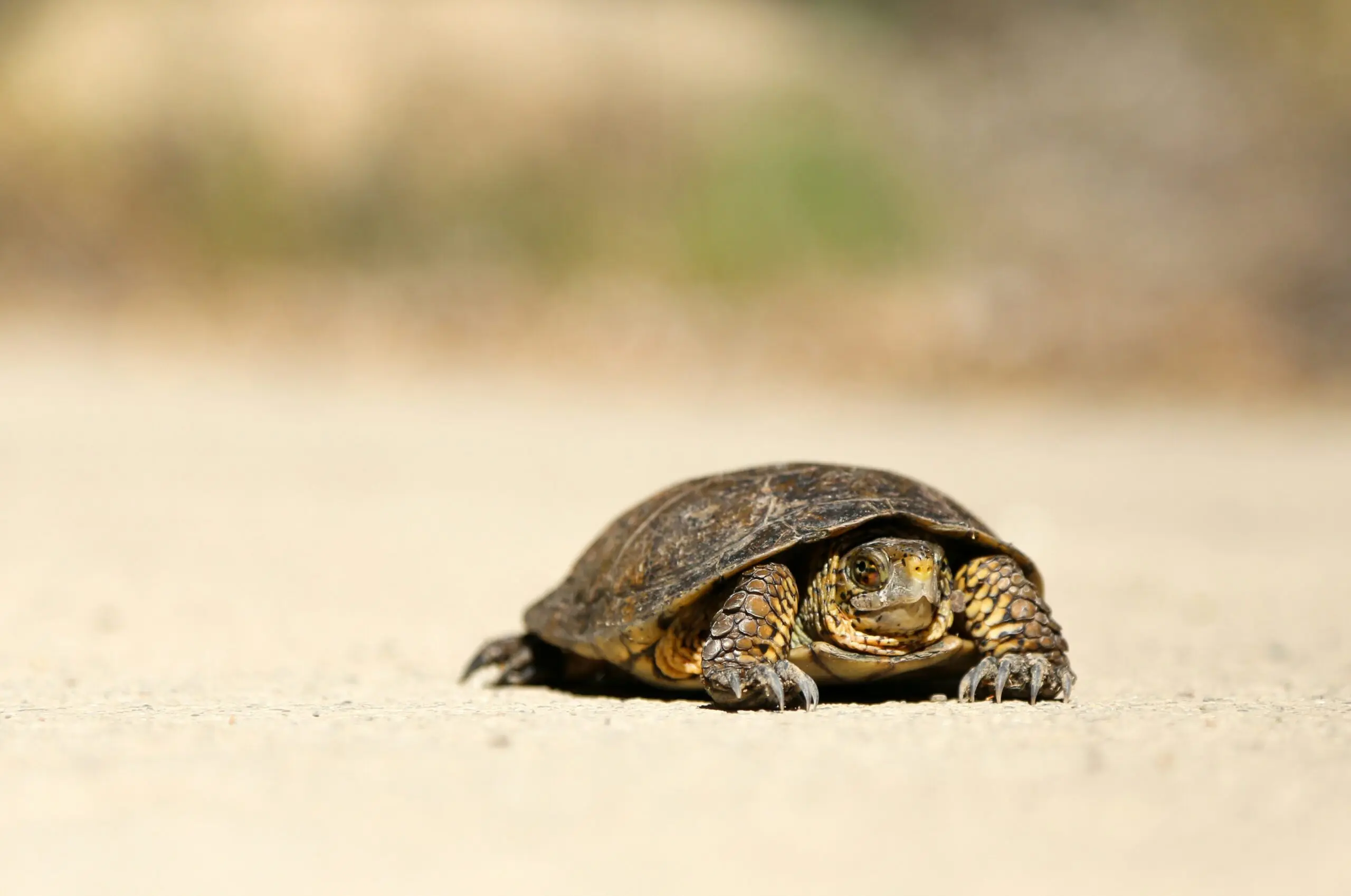 Braune Schildkröte auf braunem Sand